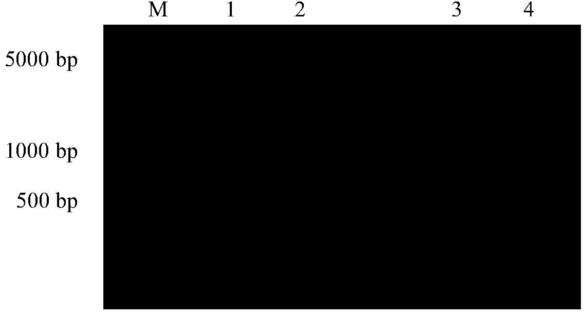 RNA interference vector of bactrocera dorsalis sodium ion channel genes and construction method and application thereof