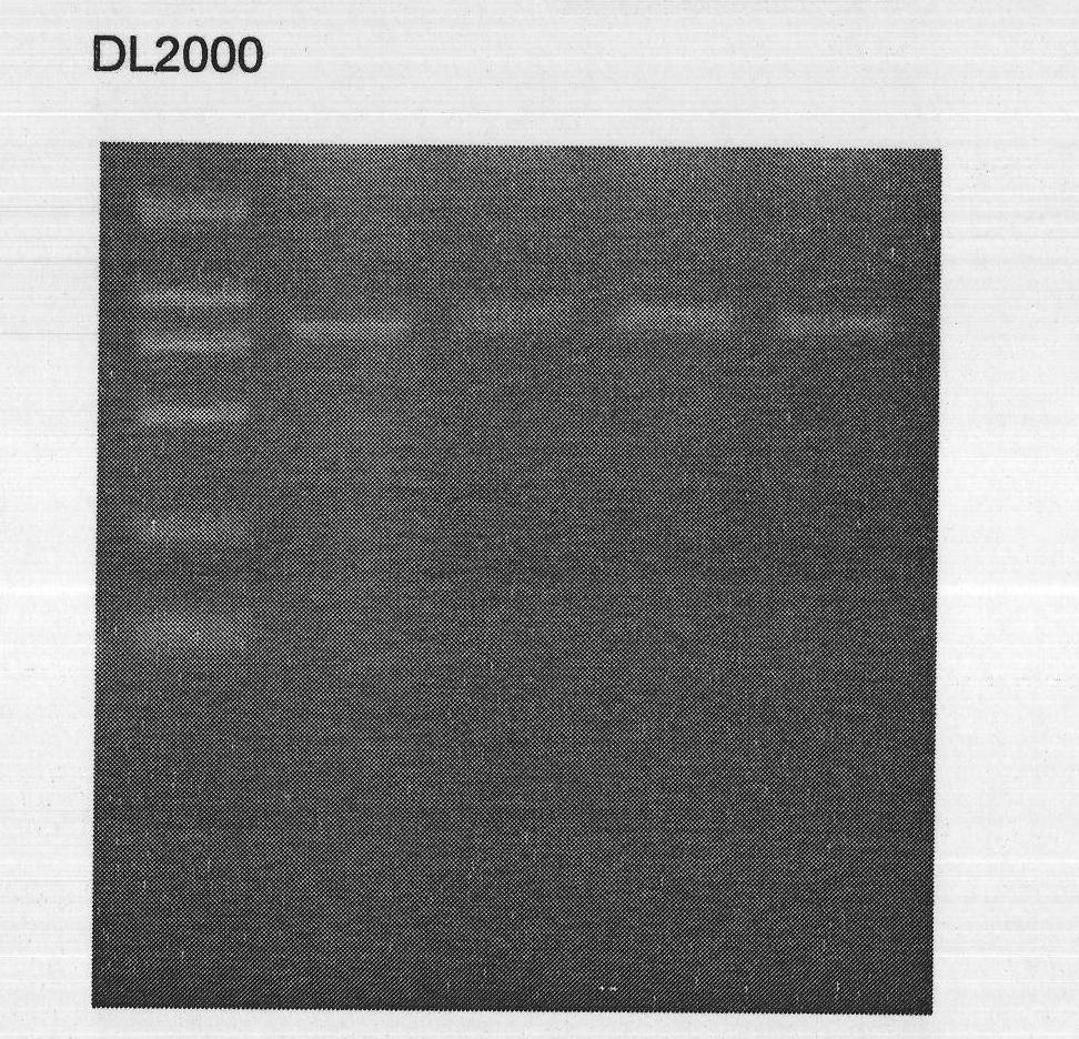 Trypsin gene cDNA sequence of Scylla paramamosain and cloning method and application thereof