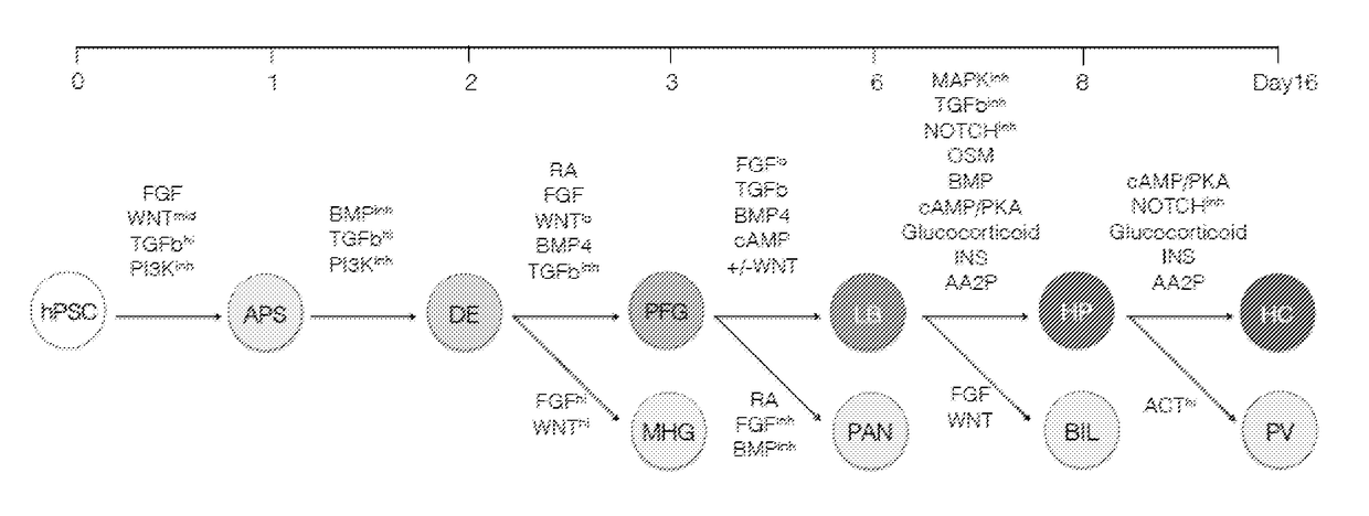 Methods of differentiating stem cells into liver cell lineages