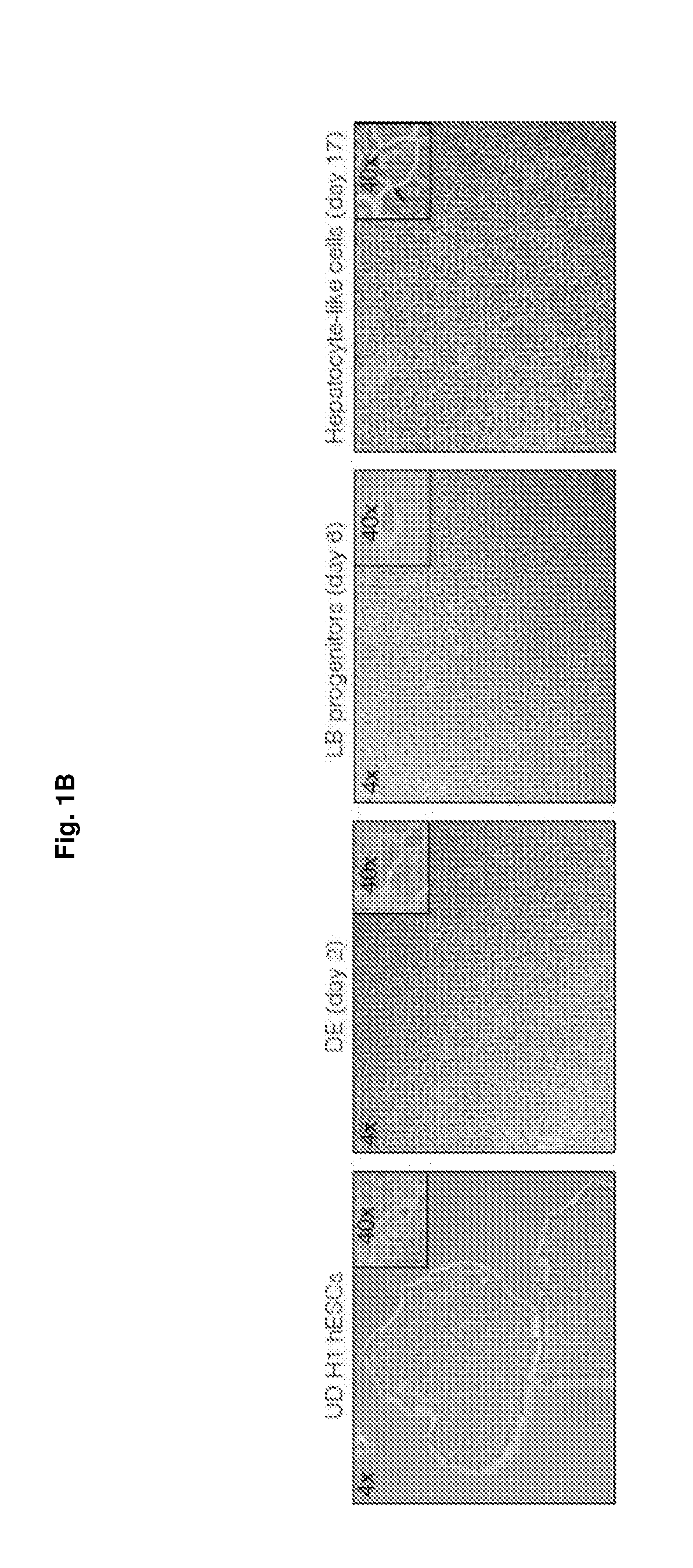 Methods of differentiating stem cells into liver cell lineages