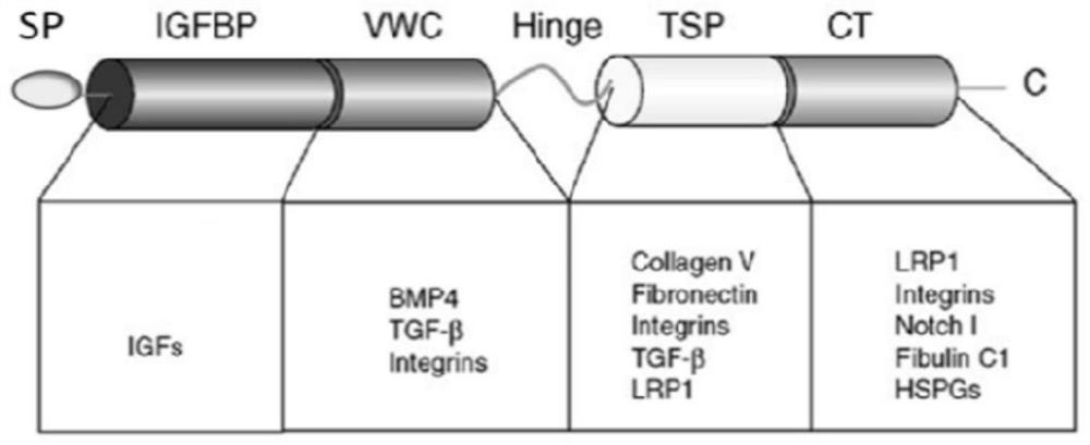 A human cyr61 protein ser188 site phosphorylated antigen, antibody and its preparation method and application