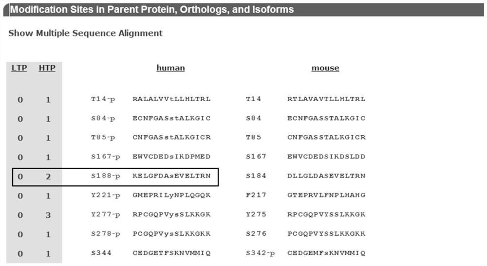 A human cyr61 protein ser188 site phosphorylated antigen, antibody and its preparation method and application