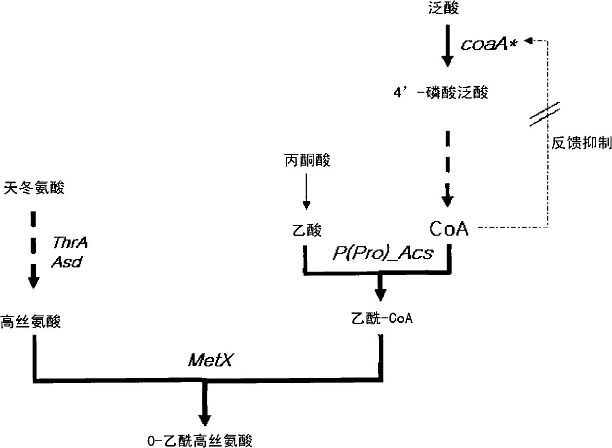 Microorganism producing O-acetyl-homoserine and the method of producing O-acetyl-homoserine using the microorganism