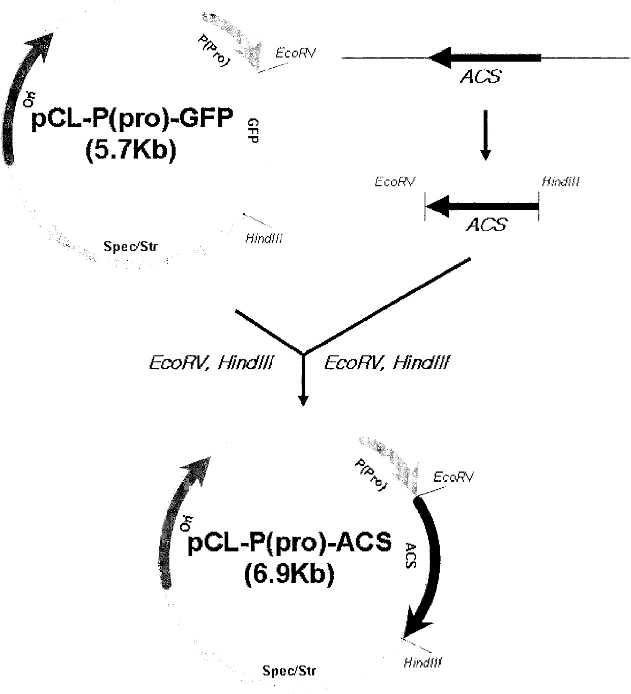 Microorganism producing O-acetyl-homoserine and the method of producing O-acetyl-homoserine using the microorganism