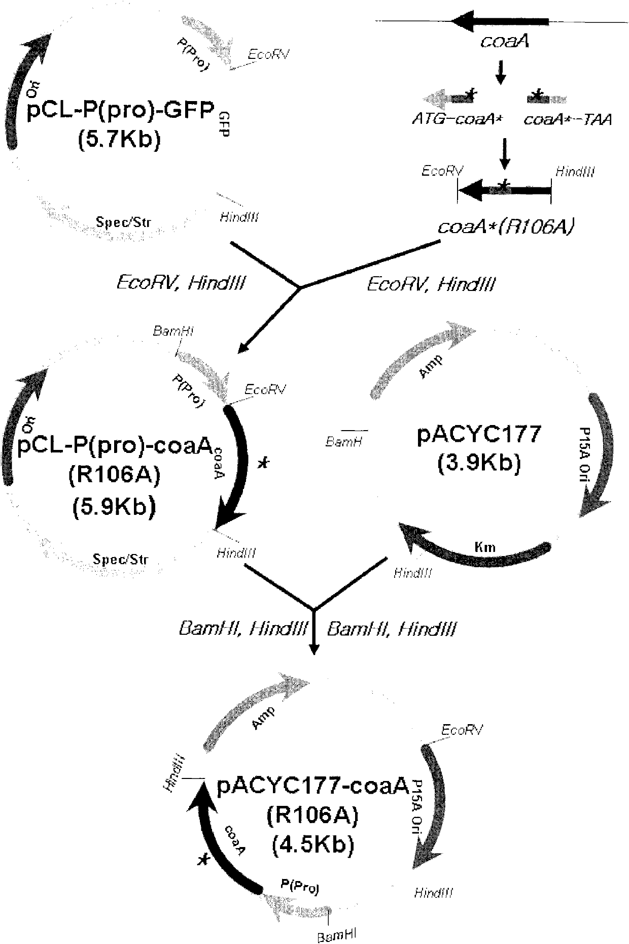 Microorganism producing O-acetyl-homoserine and the method of producing O-acetyl-homoserine using the microorganism