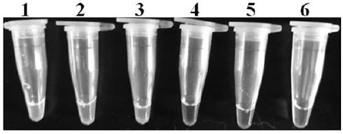 Primers and method for detection of Alfalfa root rot by loop-mediated isothermal amplification