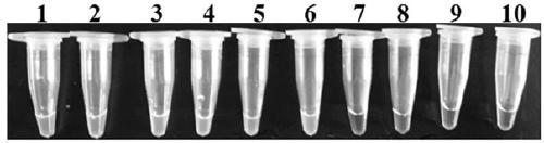 Primers and method for detection of Alfalfa root rot by loop-mediated isothermal amplification