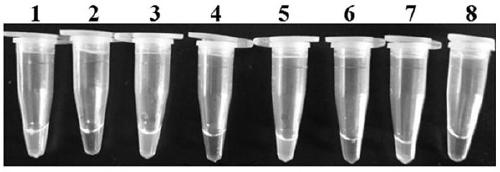 Primers and method for detection of Alfalfa root rot by loop-mediated isothermal amplification