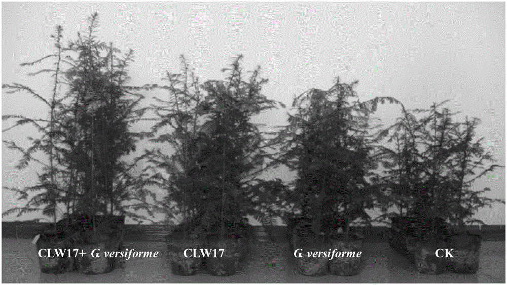 Composite microbial fertilizer and applications of composite microbial fertilizer in Taxus chinensis var.mairei growth promotion and taxol accumulation