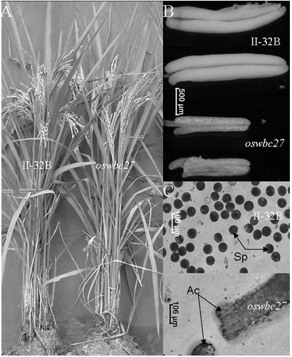 Rice anther epidermis and pollen wall fat deposition gene OsABCG15, recombinant expression vector and application