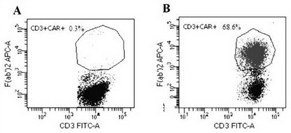 CD19 targeting chimeric antigen receptor and application thereof