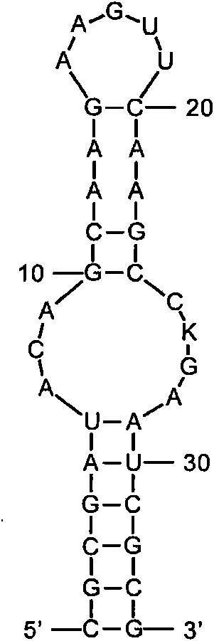 Fast detection method of nucleic acid of A H1N1 influenza virus and kit thereof