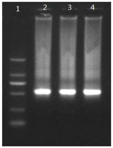 Injection for knocking down expression of 14-3-3 gene of turbot and use method