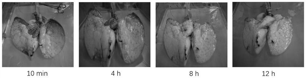 Isolated lung mechanical perfusion fluid and its preparation method and application