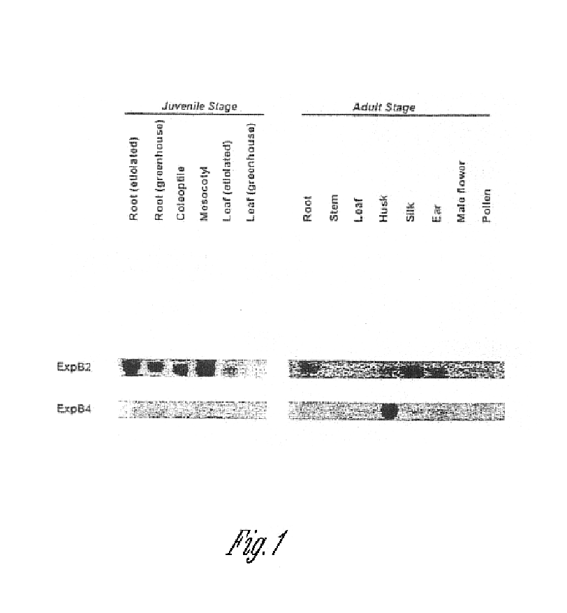 Expansin polynucleotides, related polypeptides and methods of use