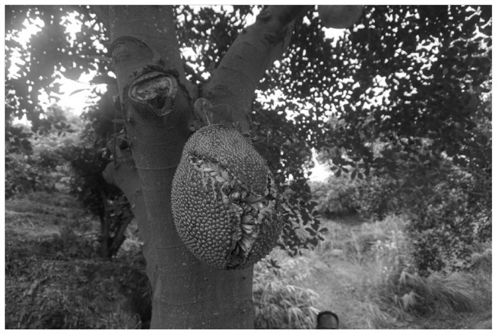 A kind of anti-cracking fruit foliar fertilizer of jackfruit and method and application of anti-cracking fruit