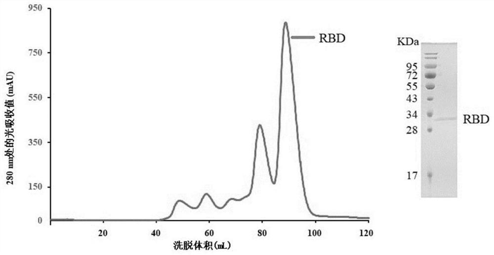 Human monoclonal antibody against novel coronavirus and its application