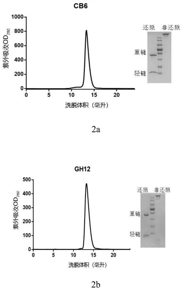 Human monoclonal antibody against novel coronavirus and its application