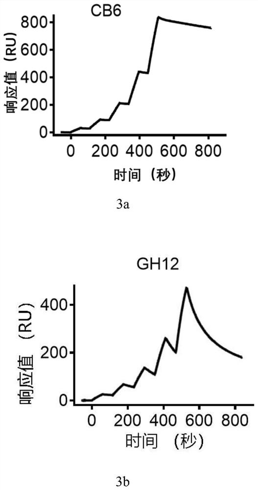 Human monoclonal antibody against novel coronavirus and its application