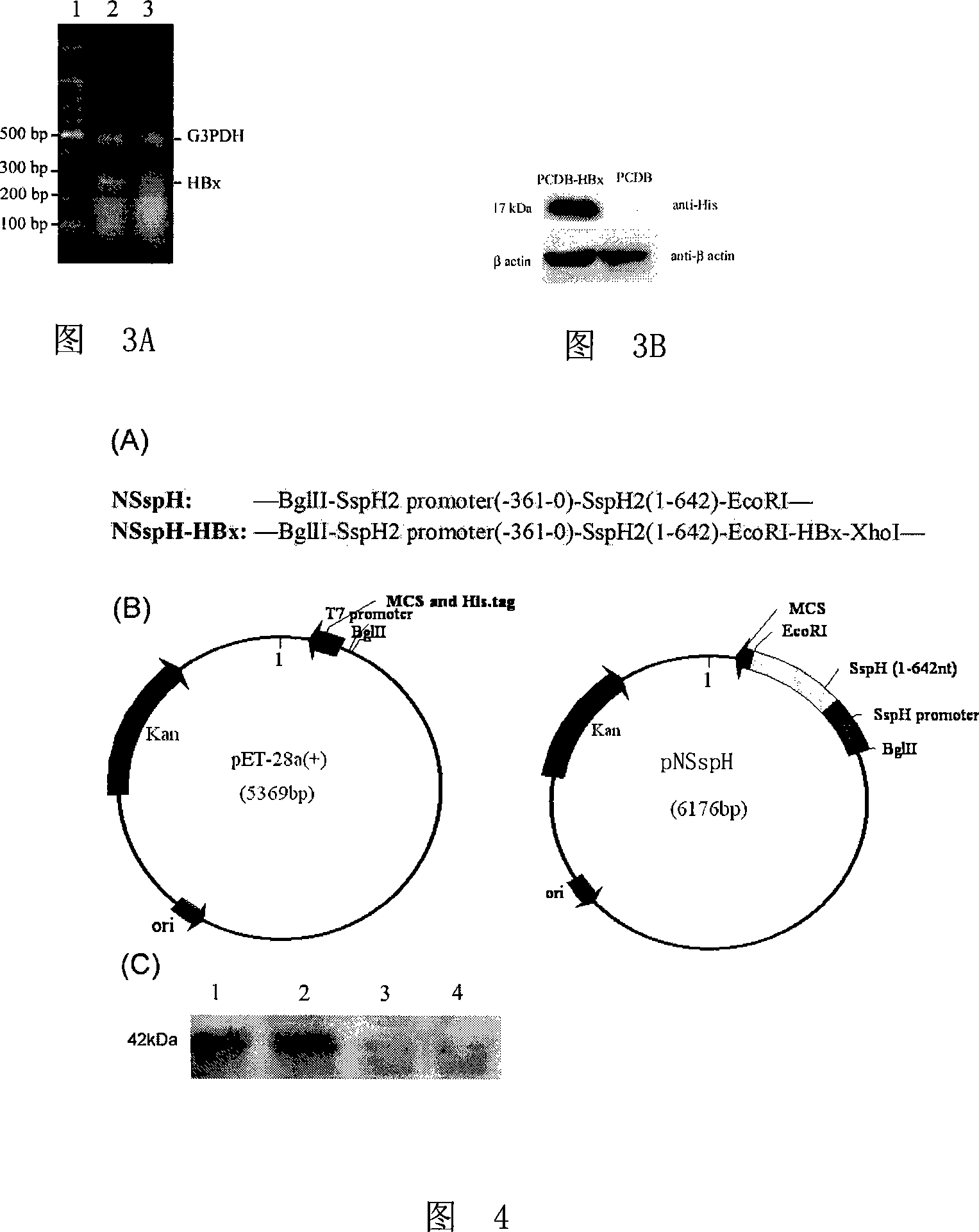 Tumor vaccine using salmonella as carrier and preparation method thereof