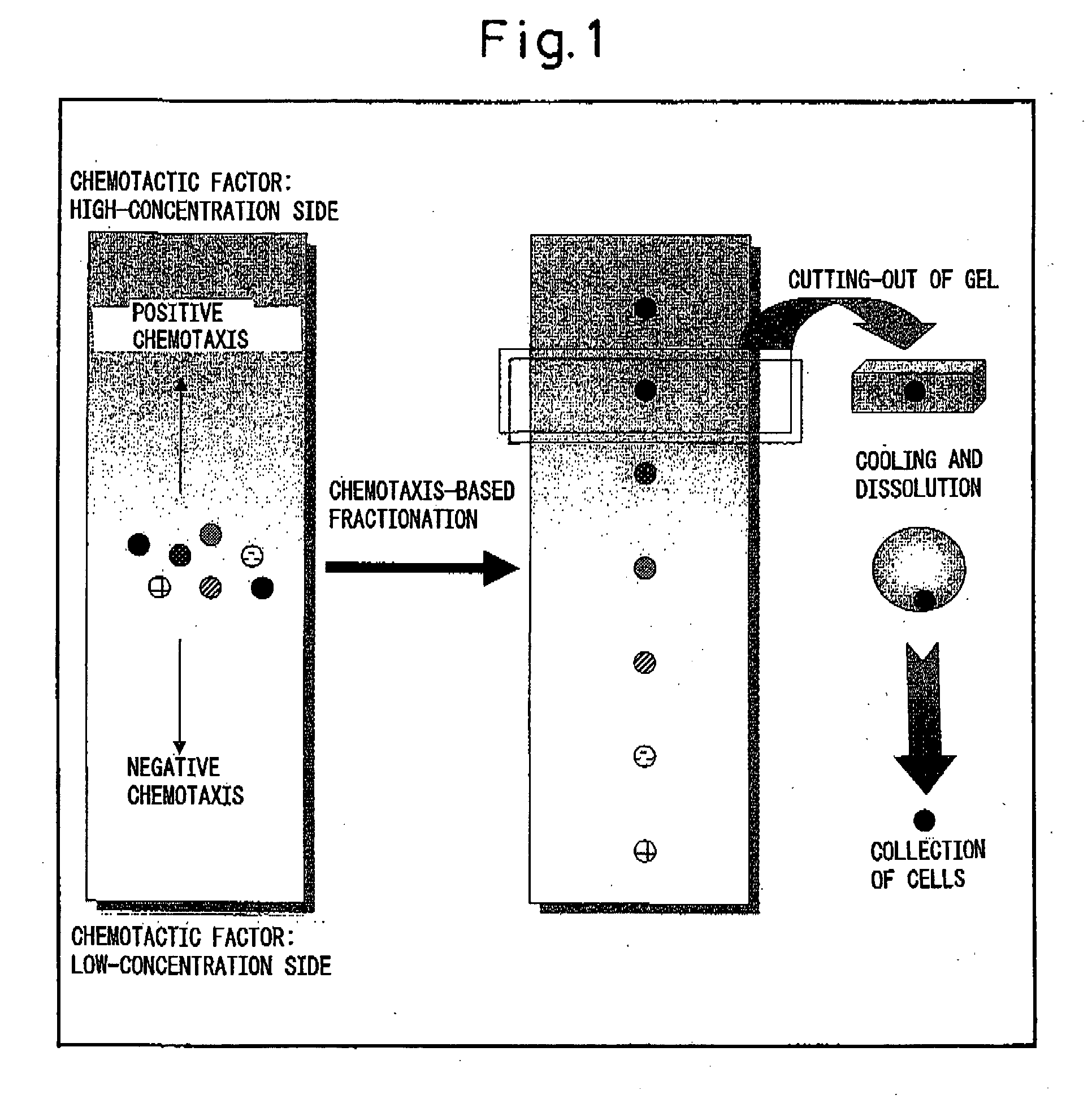 Hydrogel for cell separation and method of separating cells