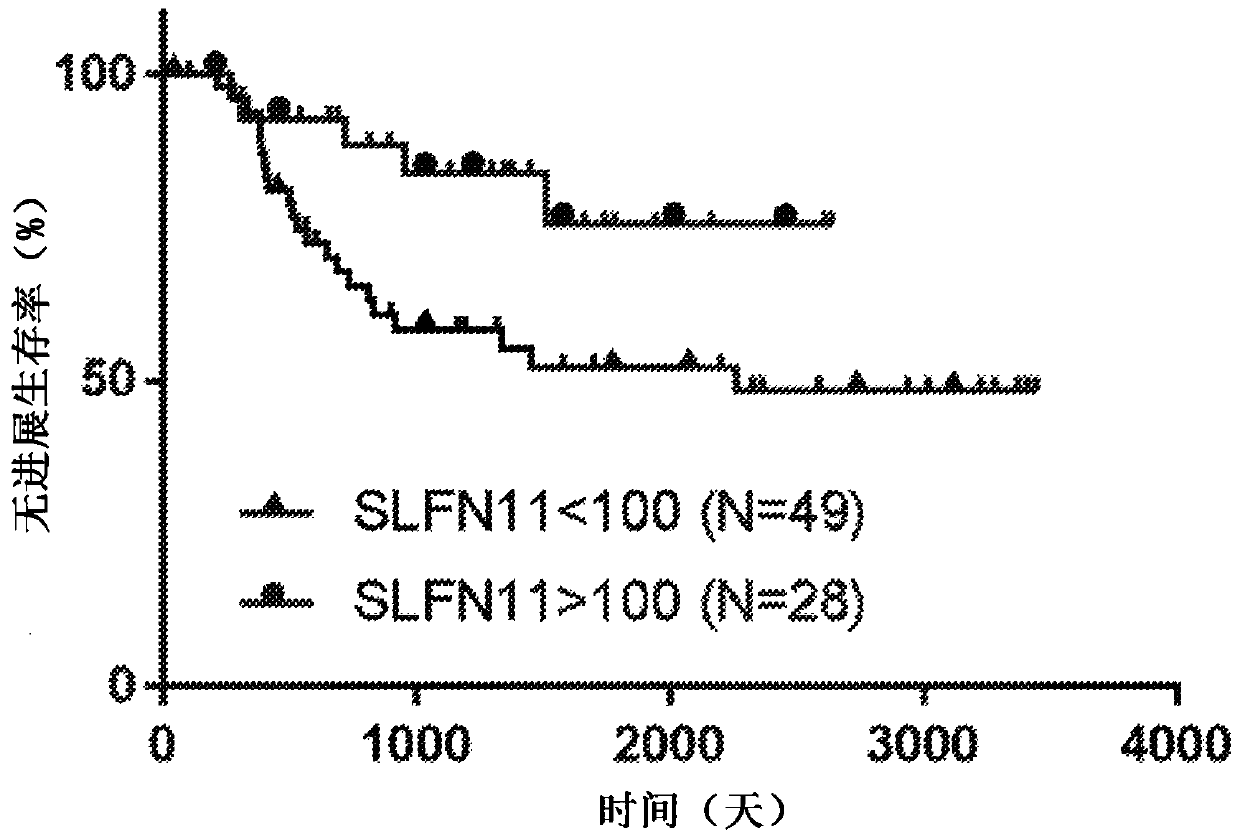 Quantifying slfn11 protein for optimal cancer therapy