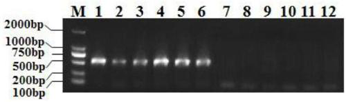 Molecular marker for identifying fusarium head blight resistance of wheat, and application of molecular marker