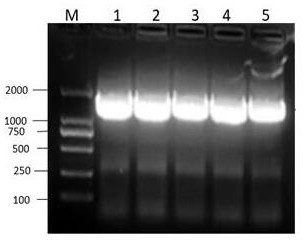 Rhizoma gastrodiae glucosyltransferase gene and application