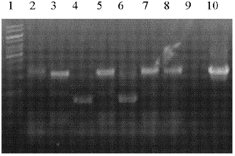 Method for producing high-activity and high-purity rifamycin SV