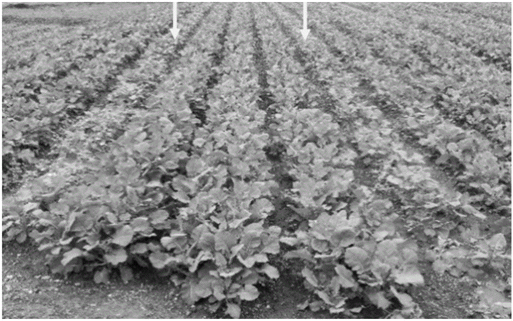 Molecular marker of brassica napus anti-clubroot gene and application of molecular marker to anti-clubroot breeding