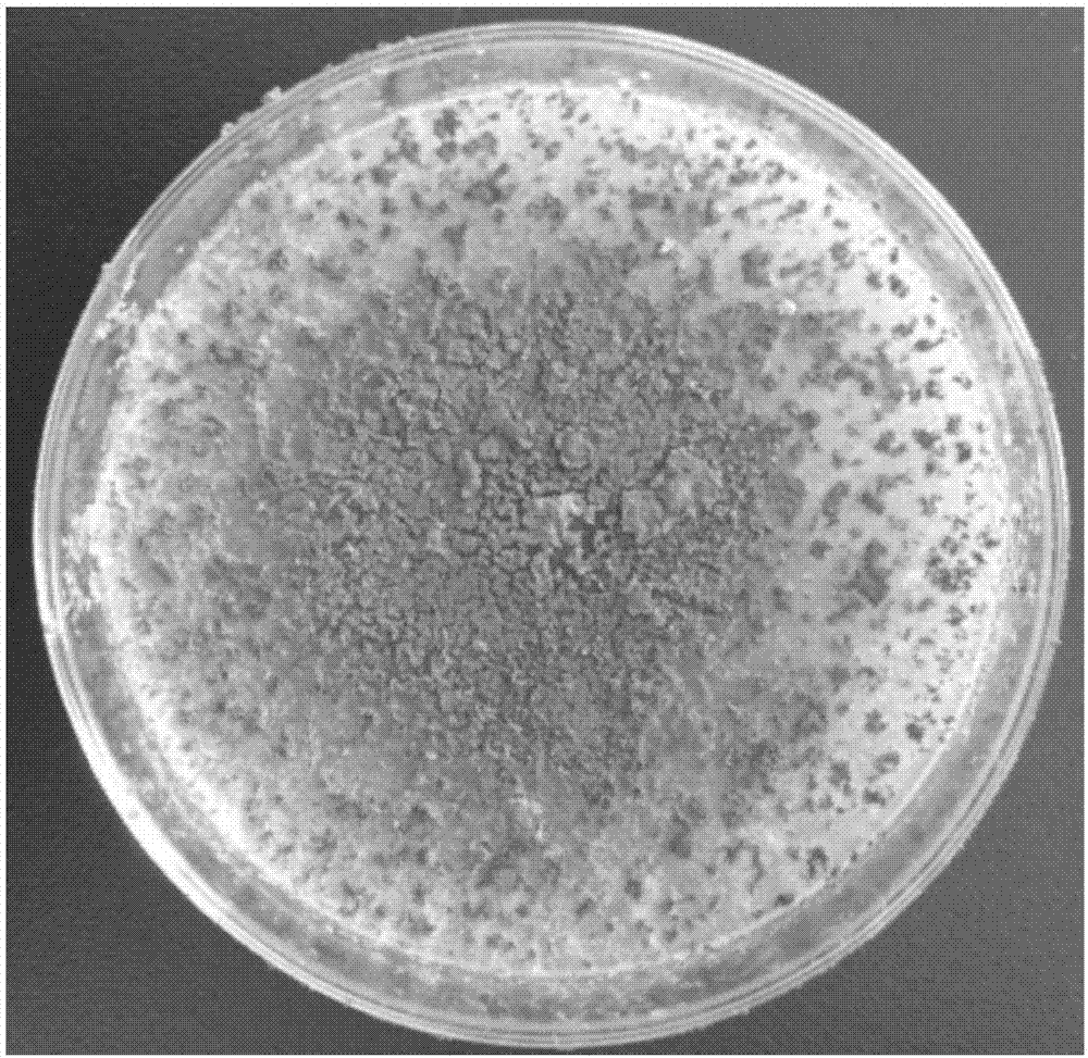 Microorganism bacterium agent for preventing and treating ginger basal stem rot and preparation method and application thereof