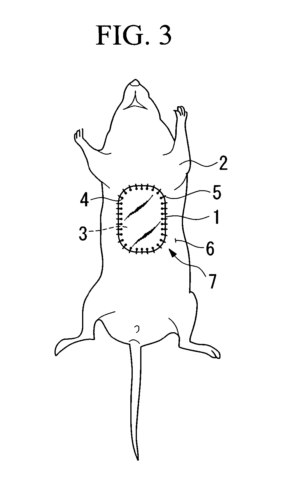 Observation window member and experimental animal having observation window