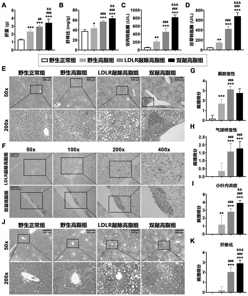 Construction method and application of non-alcoholic steatohepatitis mouse model based on PEDF/LDLR double-gene knockout