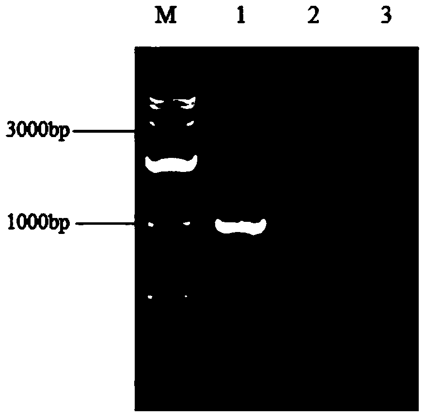 Oral vaccine of streptococcus agalactiae and preparation method thereof