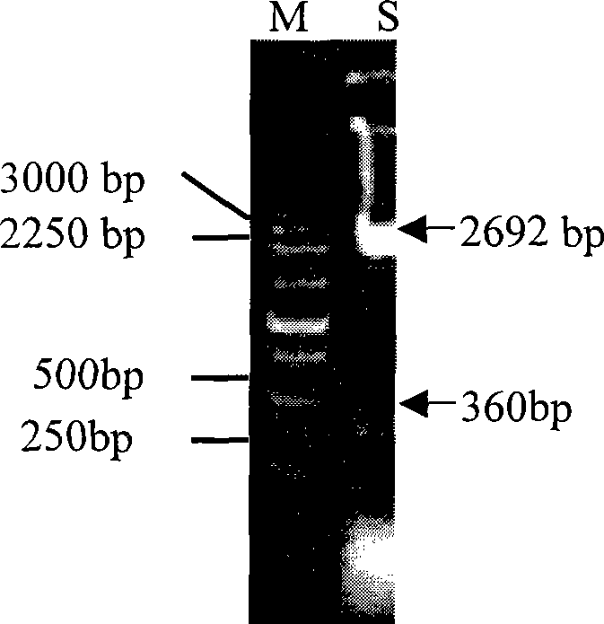 Process for producing ocean mussel adhesion protein water-proof biological adhesive agent