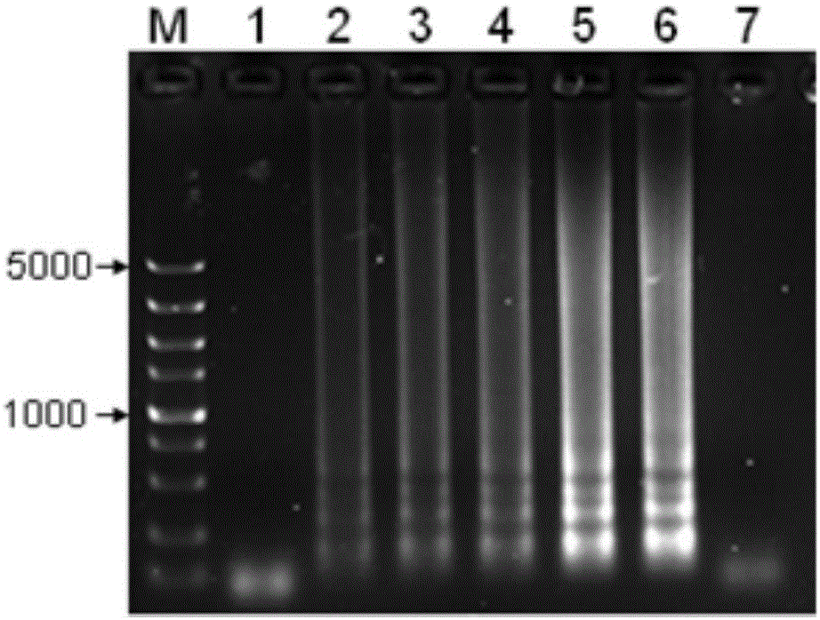 A lamp detection method for mandarin fish infectious spleen and kidney necrosis virus