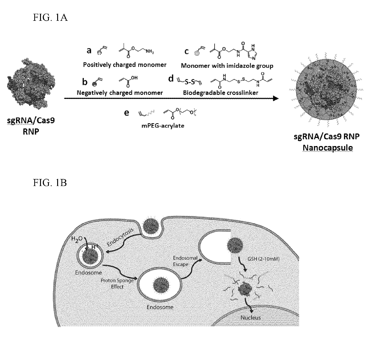 Nanocapsule delivery system for ribonucleoproteins