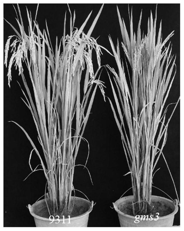 Rice fertility regulation gene GMS3 as well as mutant and application thereof