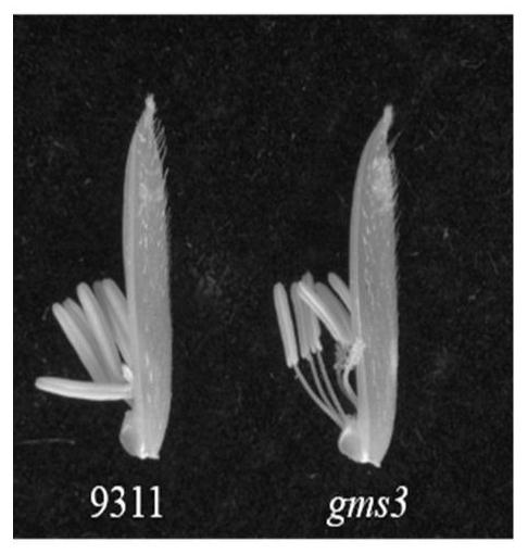 Rice fertility regulation gene GMS3 as well as mutant and application thereof