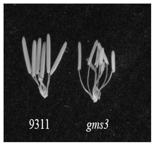 Rice fertility regulation gene GMS3 as well as mutant and application thereof