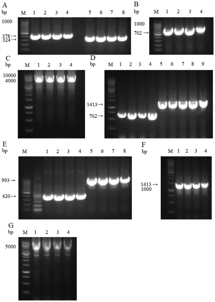 Anti-tnf-α/pd-1 bispecific antibody and its application