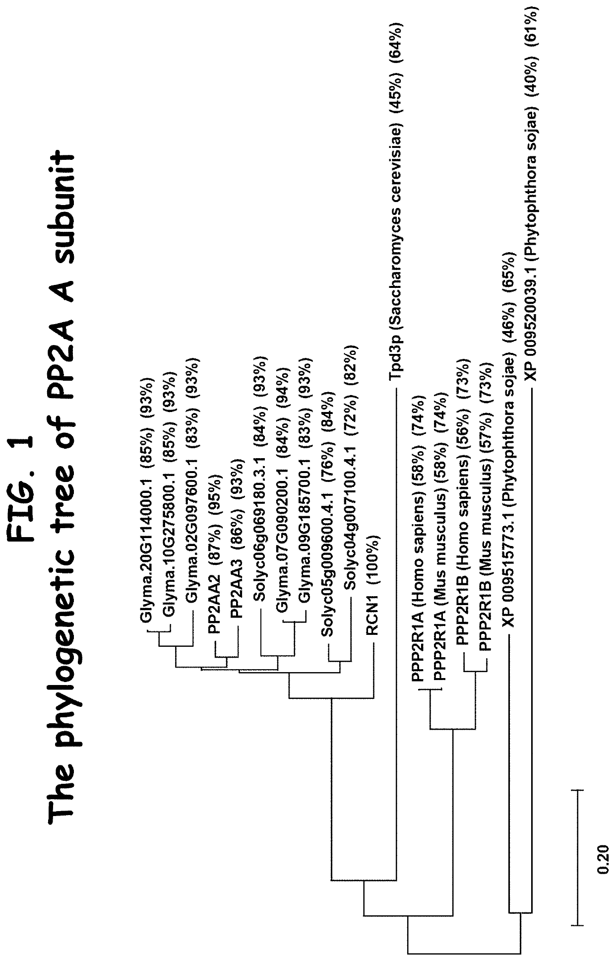 Plant disease resistance to phytophthora