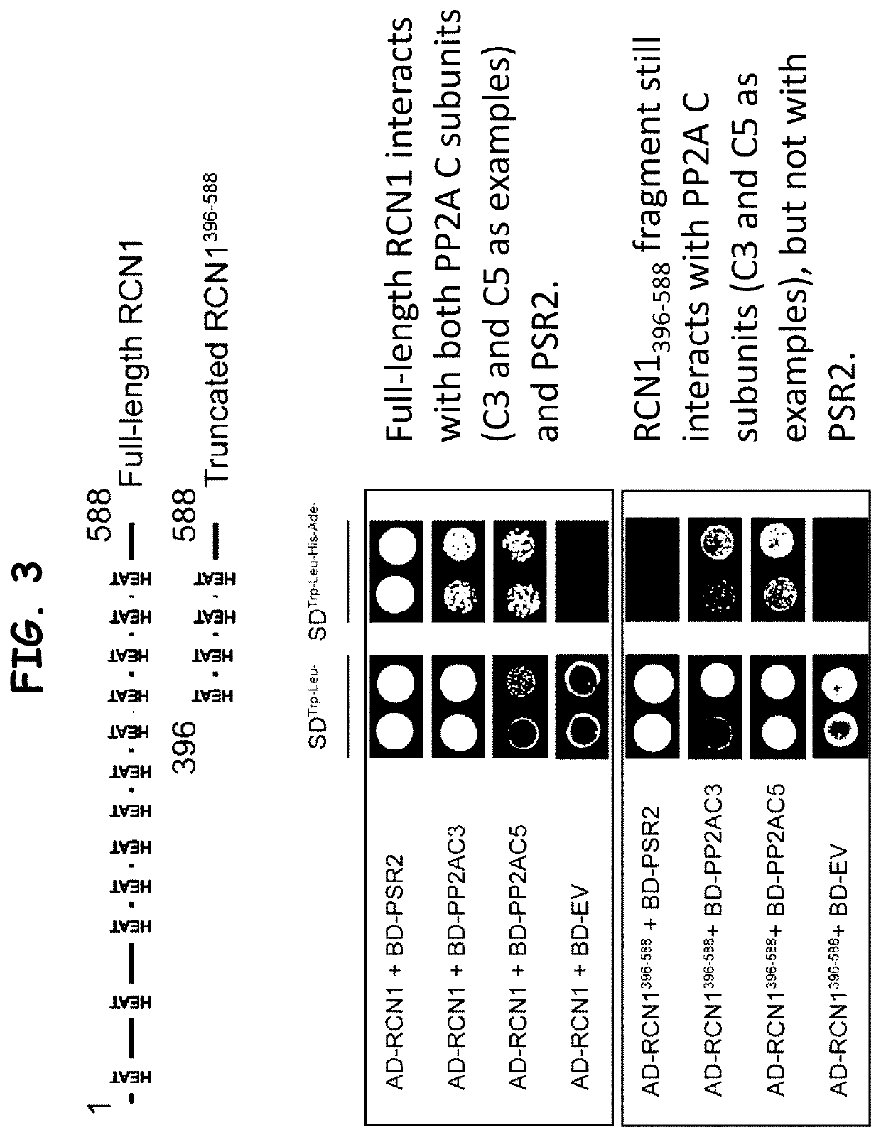 Plant disease resistance to phytophthora