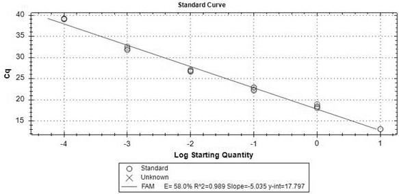 Primers, probe, kit and method for detecting lycoris radiata mealybug based on fluorescent quantitative PCR