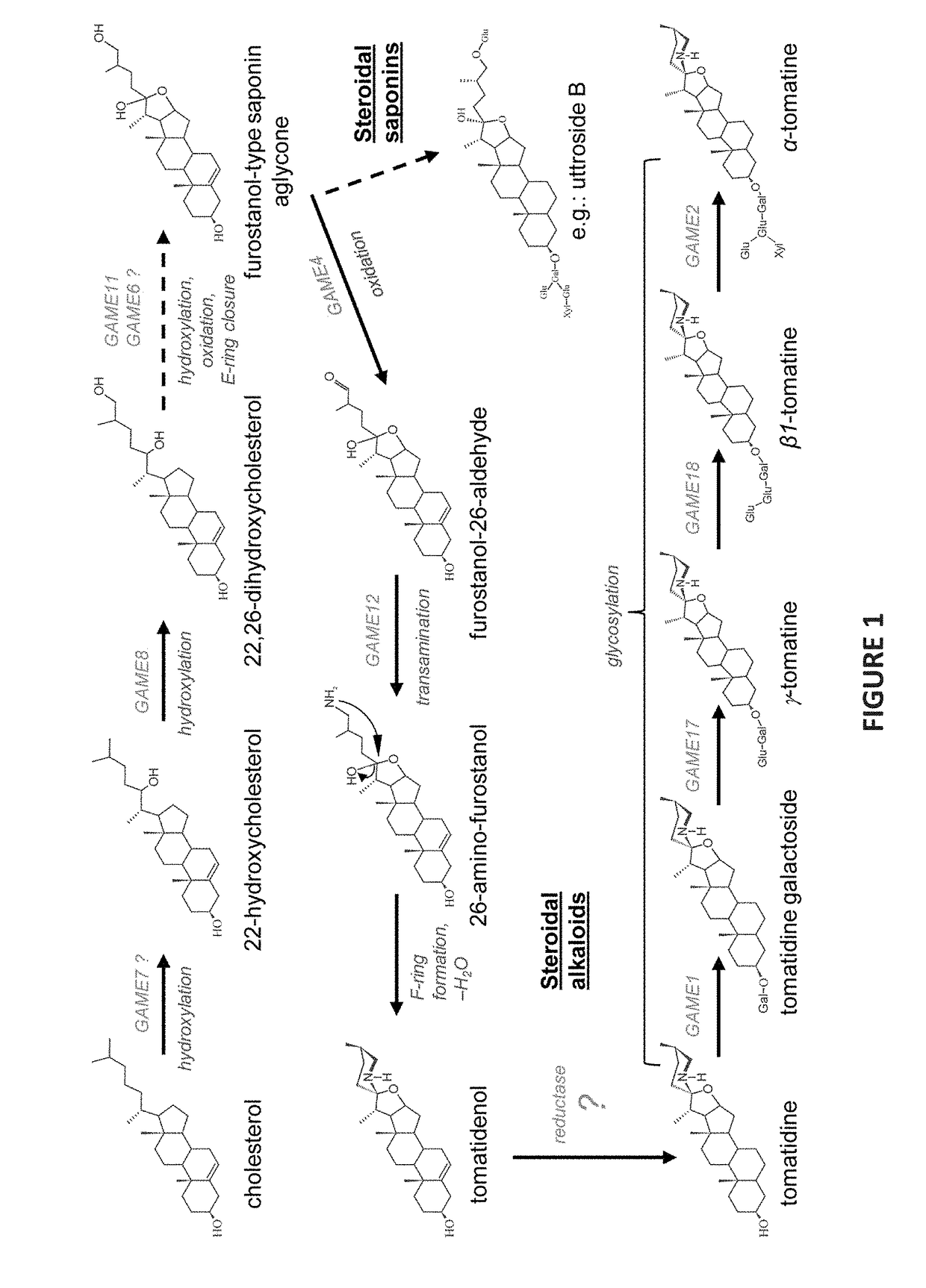 Plant with altered content of steroidal alkaloids