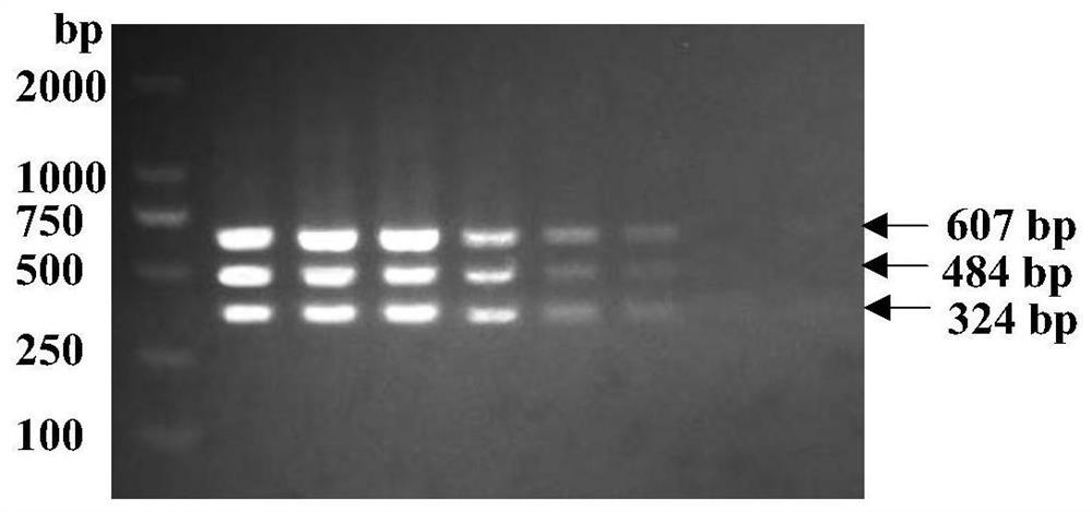 Goose astrovirus, goose parvovirus and goose calico virus multiple nano PCR detection primer pair, kit and application method