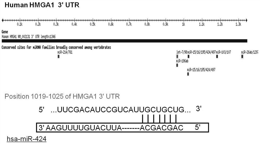 Application of miRNA-424 as diagnostic marker of pituitary adenoma