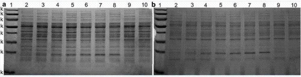 Method for efficient secretory expression of foreign proteins by use of bacillus