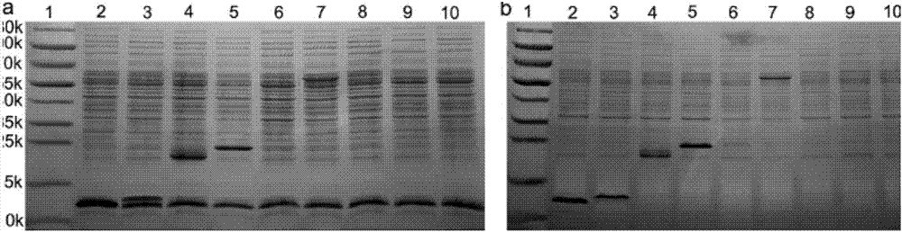Method for efficient secretory expression of foreign proteins by use of bacillus