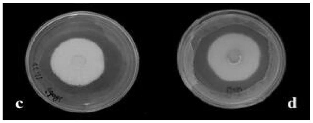 Synergistic control of Beauveria bassiana sb063 and spinosad against common thrips